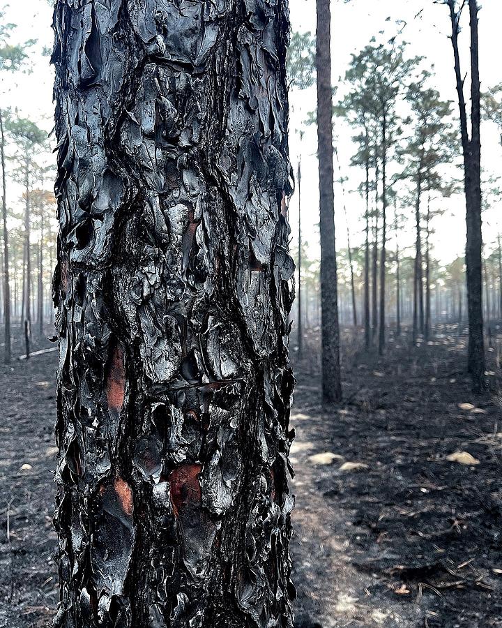 Nature Photograph - Burn Scar by Jason Tompkins