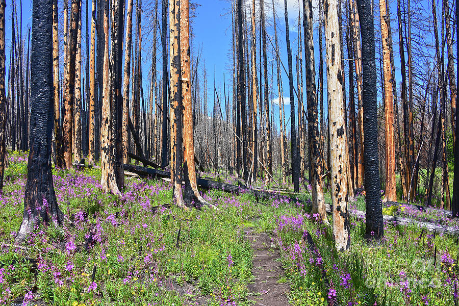 Burned Forest Path Photograph