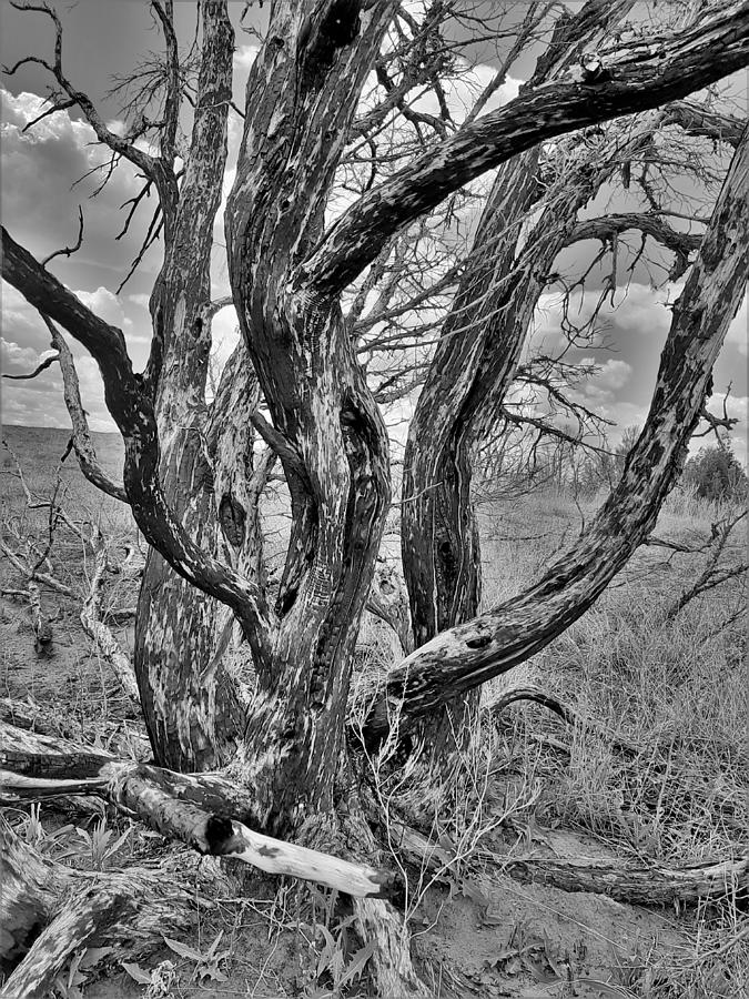 Burned Juniper In Black And White Photograph by Amanda R Wright