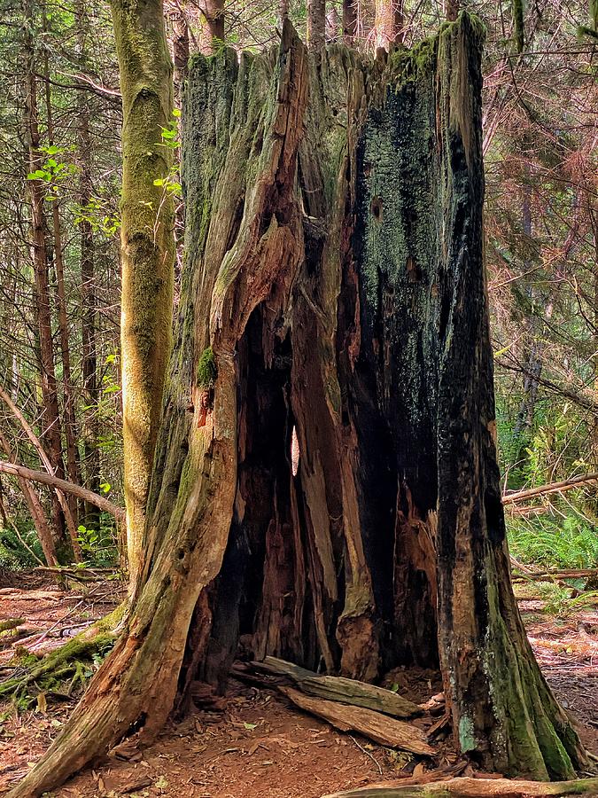 Burned Old Growth Stump Photograph by Jerry Abbott