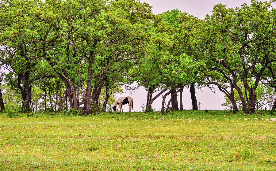 Burnet County Texas 009 Photograph by James C Richardson