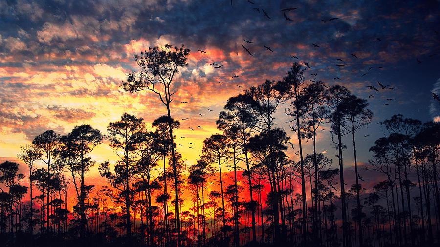 Burning Trees Photograph by Montez Kerr