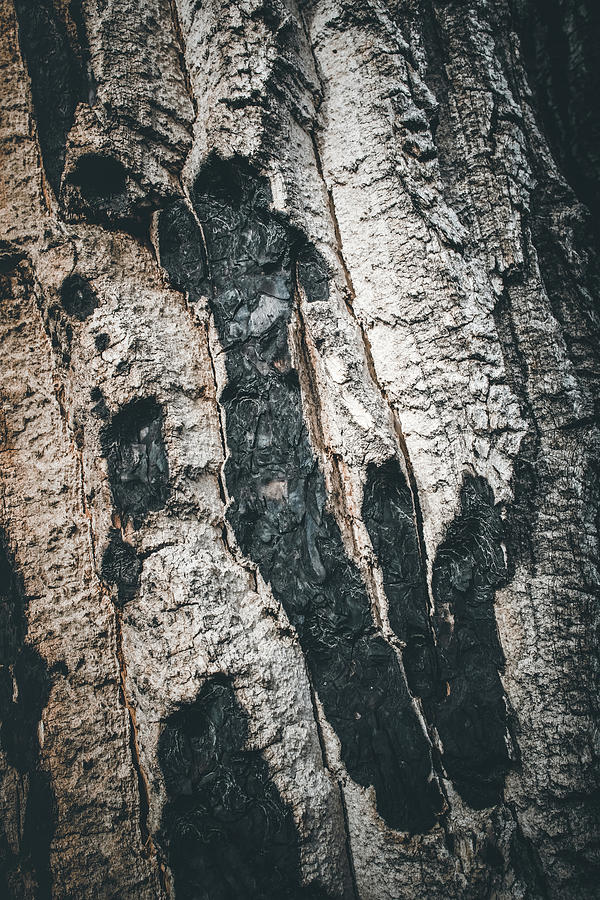 Burnt Bark Photograph by Kevin Schwalbe