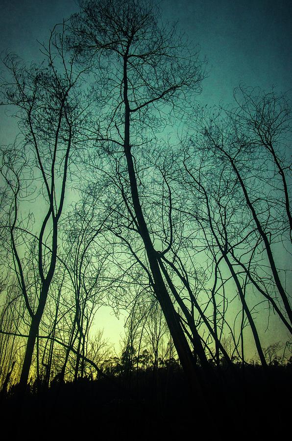 Burnt Forest Trees Photograph by Carlos Caetano