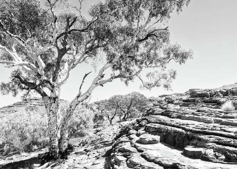 Burnt Ghost Gum - Kings Canyon - BW 2 Photograph by Lexa Harpell