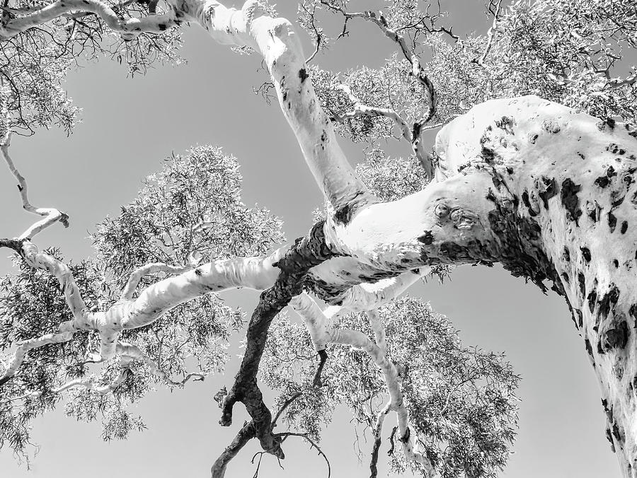 Burnt Ghost Gum - Kings Canyon - BW Photograph by Lexa Harpell