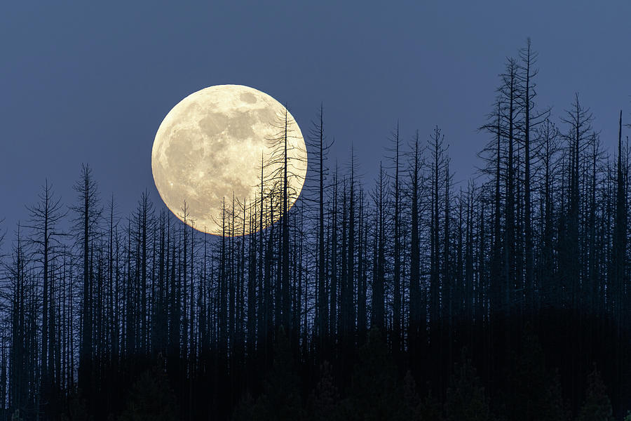Burnt Moonrise Photograph by Randy Robbins