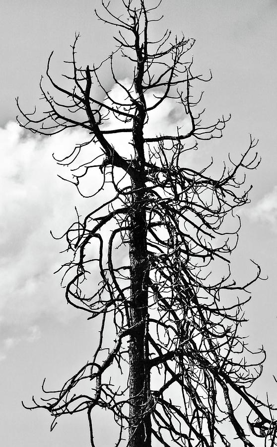 Burnt Pine in Black and White Photograph by Bonnie See - Fine Art America