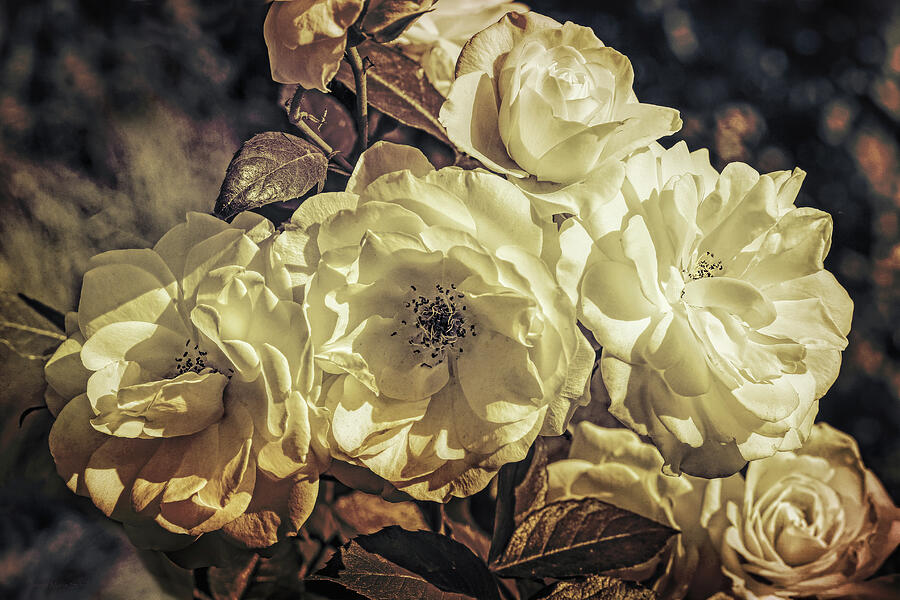 Burnt Sepia Roses  Photograph by Jennie Marie Schell