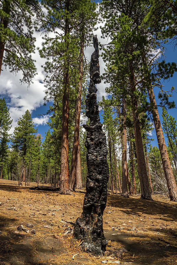 Burnt tree Sculpture Photograph by Pierre Leclerc Photography