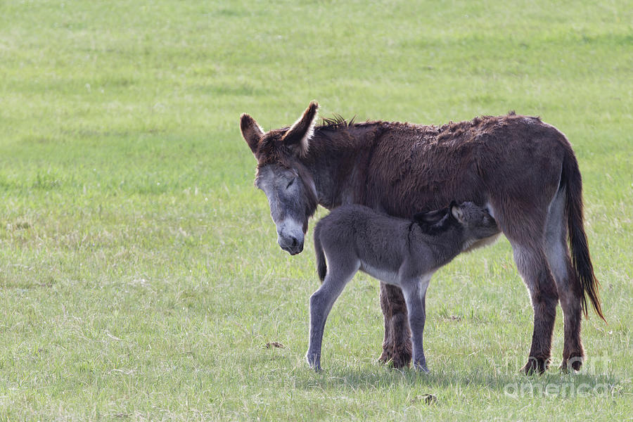 Burro and Foal at Custers State Park Photograph by Natural Focal Point Photography