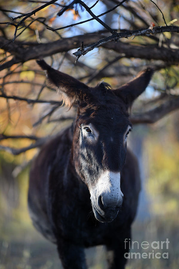 Burro and Tree Photograph by Carien Schippers