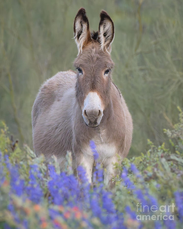 Burro In Lupine Photograph by Lisa Manifold