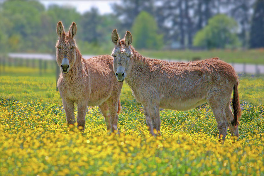 Donkey Photograph - Burros in the Buttercups by Suzanne Stout
