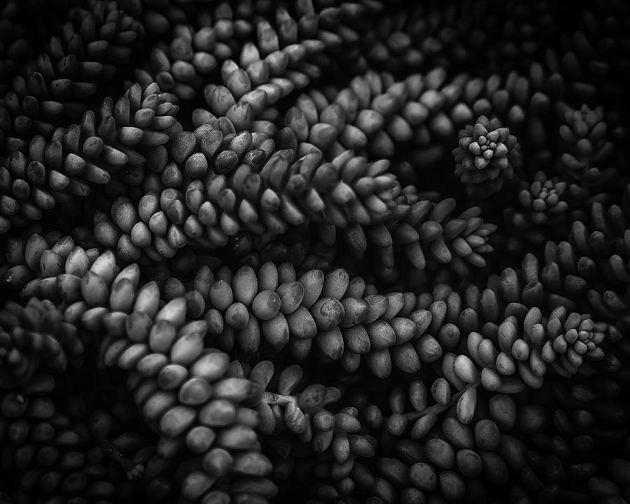 Burros Tail Photograph by Mike Schaffner