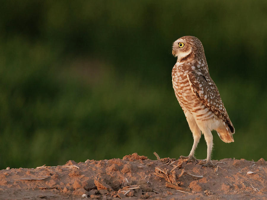 Burrowing Owl 1 Photograph by Jean Noren