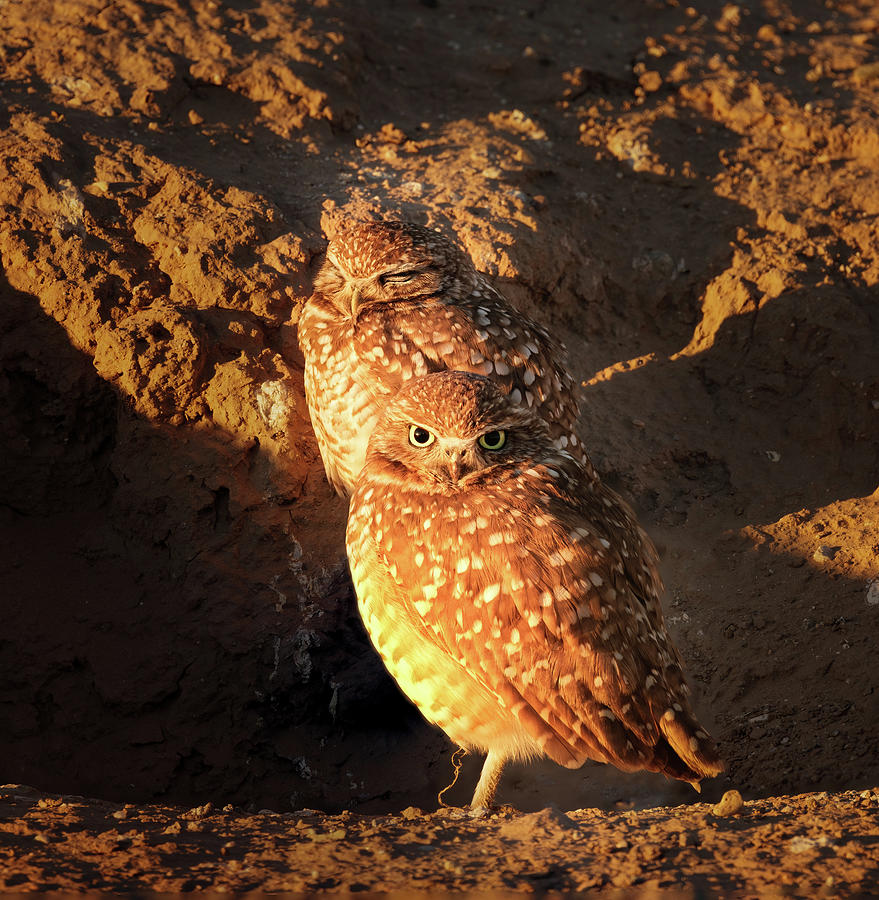 Burrowing Owl 2 Photograph by Jean Noren