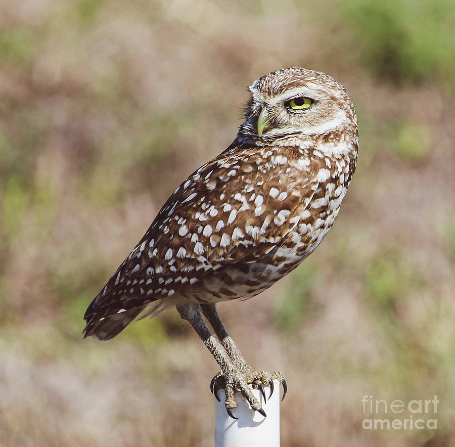 Burrowing Owl 2 Photograph by Joanne Carey
