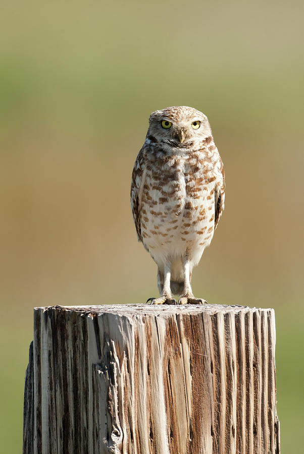 Burrowing Owl 2660  Speotyto Cunicularia Photograph