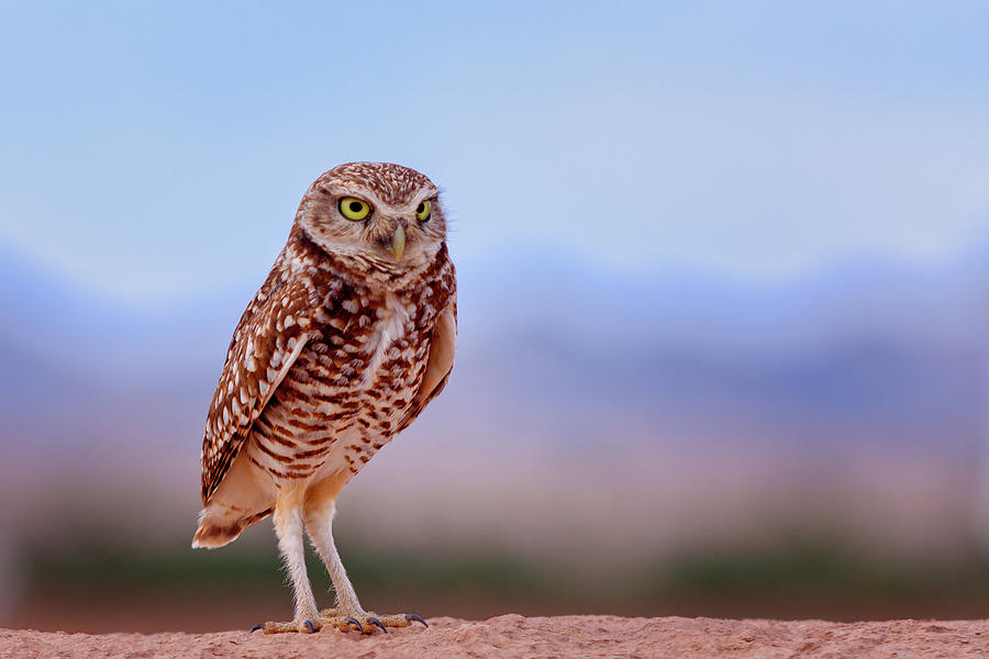 Bird Photograph - Burrowing Owl #3 by Jack and Darnell Est Bird Photograph - Burrowing Owl #3 by Jack and Darnell Est