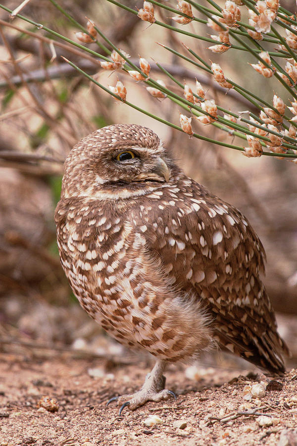 Burrowing Owl 4606 Photograph by Teresa Wilson
