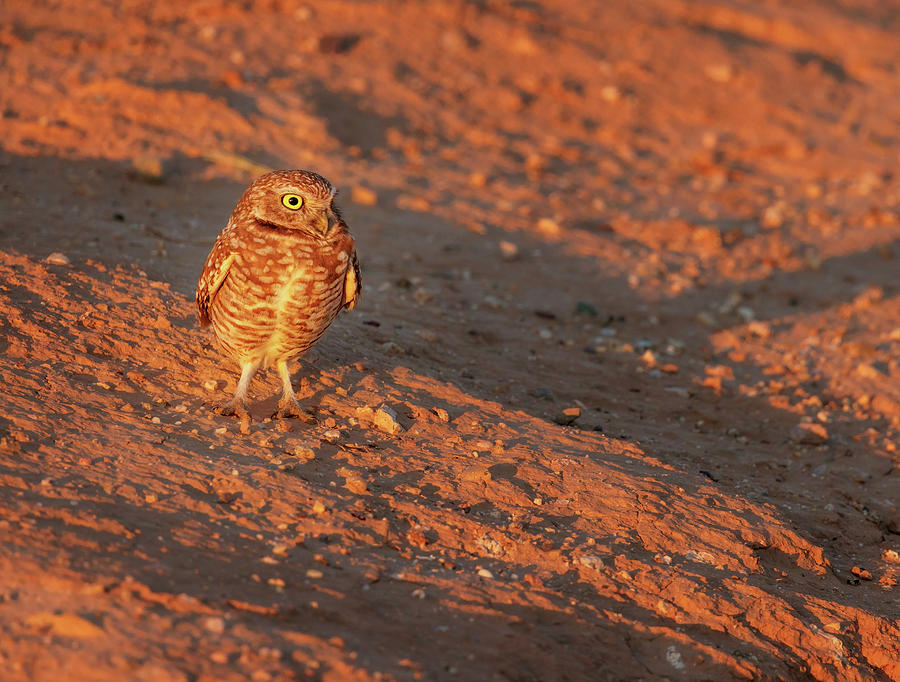 Burrowing Owl 6 Photograph by Jean Noren