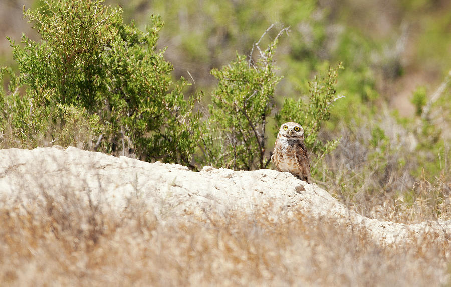 Burrowing Owl 7622  Speotyto Cunicularia Photograph