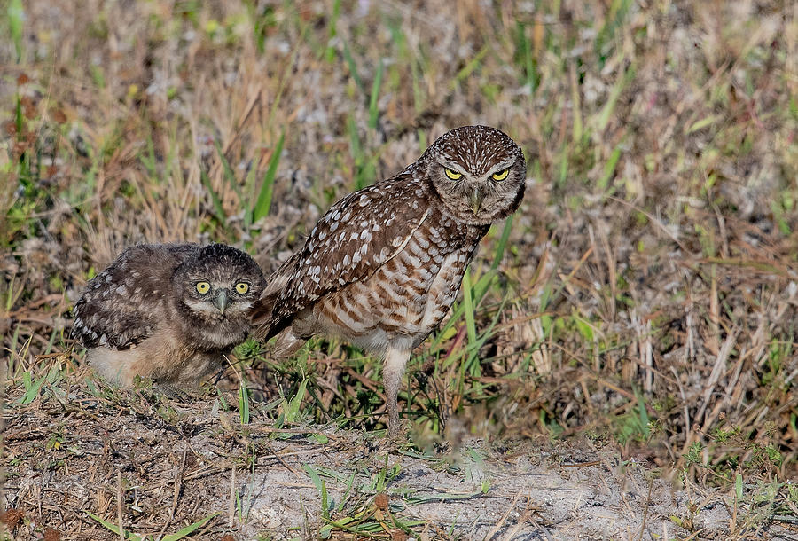 Burrowing Owl and Baby Photograph by Gordon Ripley