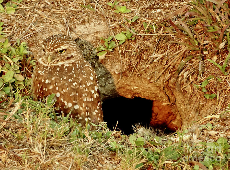 Burrowing Owl At Home Photograph by Linda Brittain Fine Art America