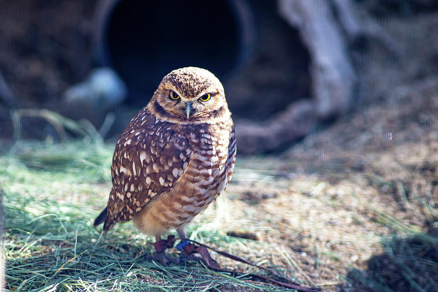 Owl Photograph - Burrowing Owl by Anthony Jones