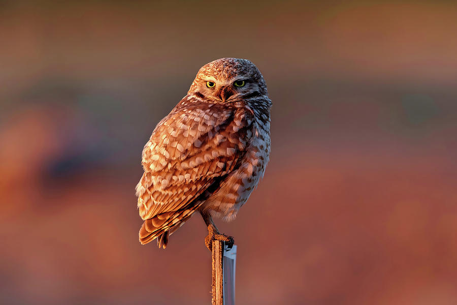 Burrowing Owl At First Light Photograph by Wes and Dotty Weber
