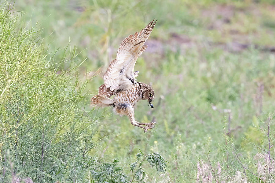 Burrowing Owl Brings a Cricket Photograph by Tony Hake