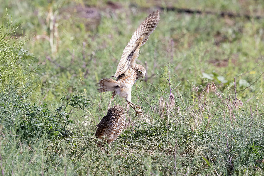 Burrowing Owl Brings Home a Green Bug Photograph by Tony Hake