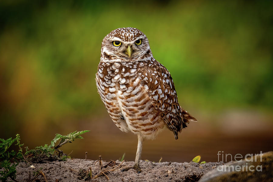 Burrowing Owl - Cape Coral, Florida Photograph by Sturgeon Photography
