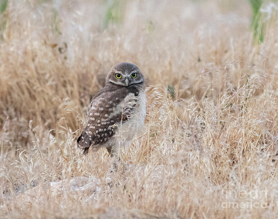 Burrowing Owl Chick Photograph by Dennis Hammer