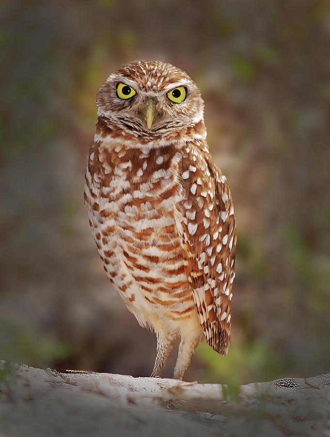 Burrowing Owl Photograph by Cindy McIntyre