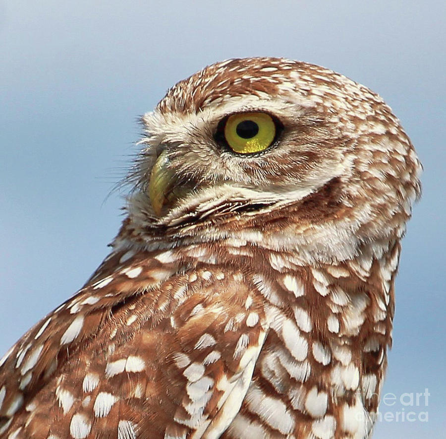 Burrowing Owl Close Up Photograph by Joanne Carey