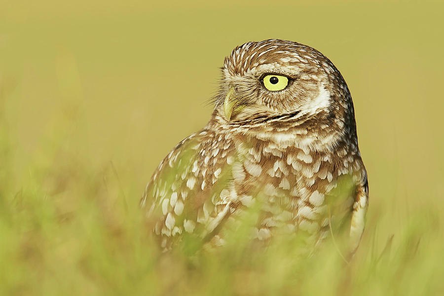Burrowing Owl Close Up Portrait Photograph