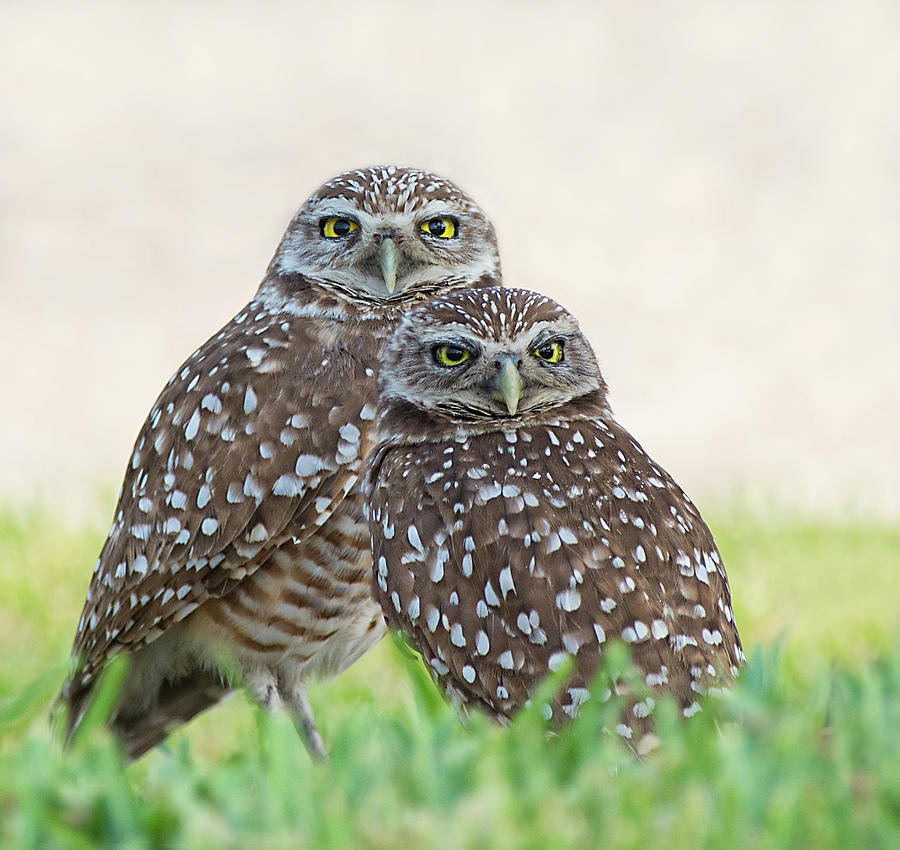 Burrowing Owl Couple Photograph by CR Courson