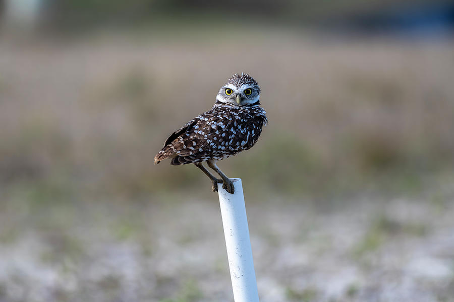 Burrowing owl crouched down Photograph by Dan Friend
