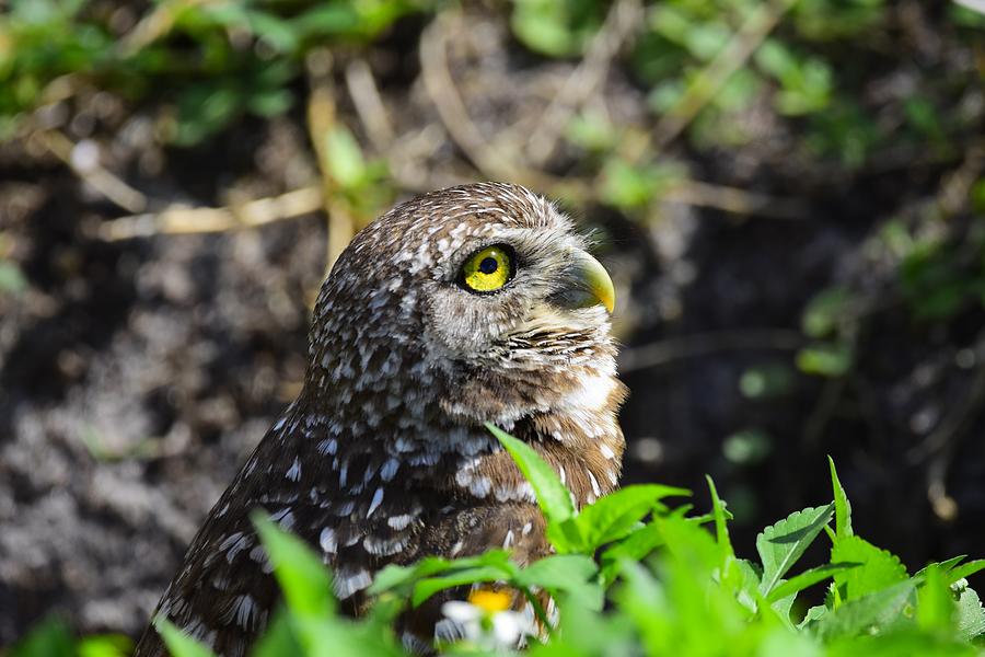 Burrowing owl Photograph by David McKinney Burrowing owl Photograph by David McKinney