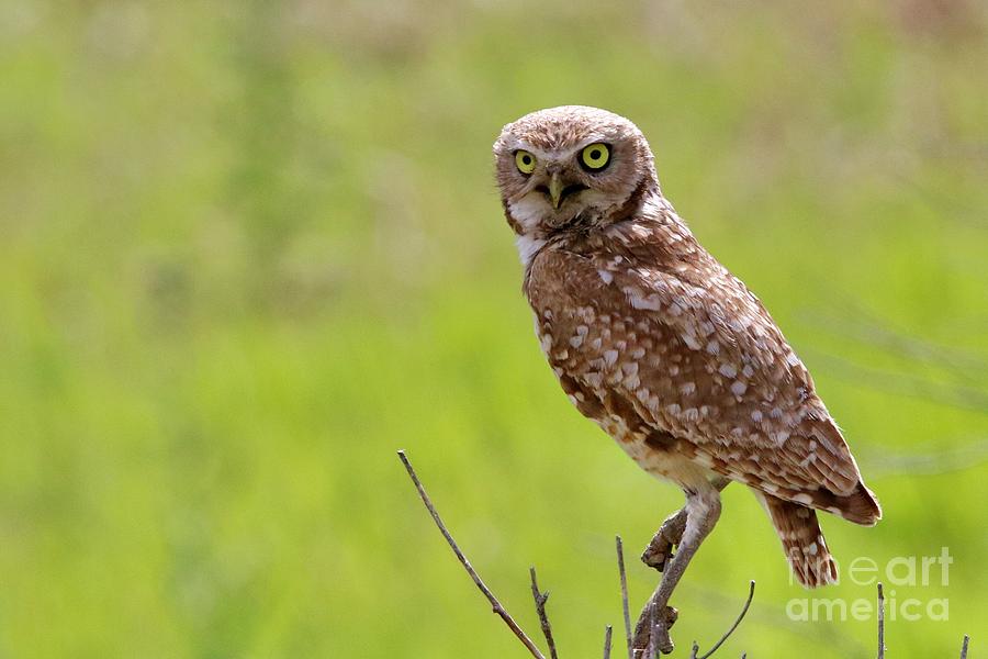 Burrowing Owl  Photograph by Dlamb Photography