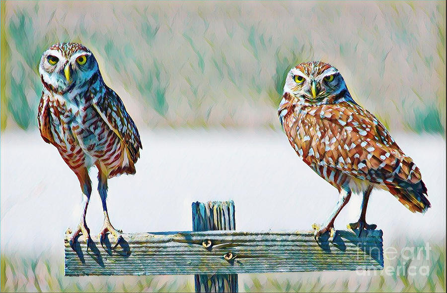Burrowing Owl Duo in Color Photograph by Joanne Carey