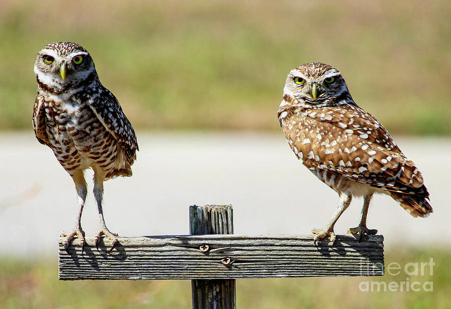 Burrowing Owl Duo Photograph by Joanne Carey