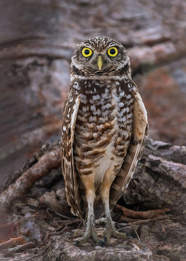 Burrowing Owl Encounter Photograph