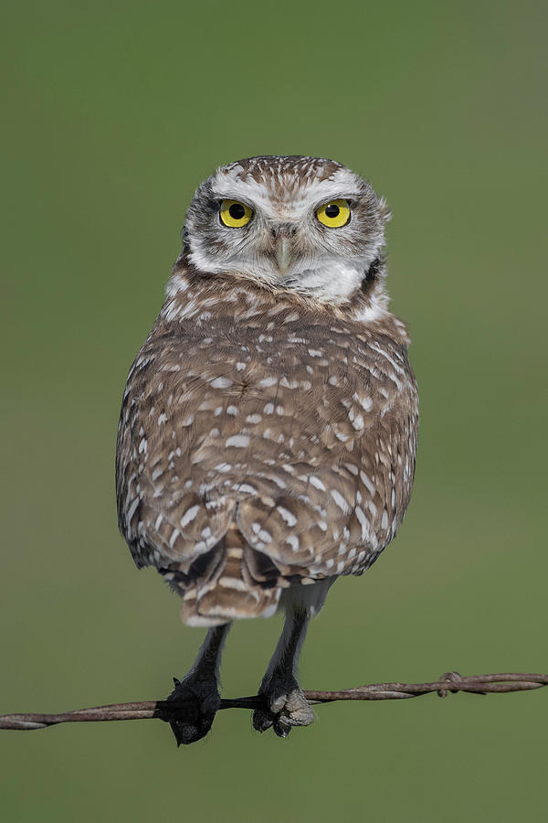 Burrowing Owl Eye Contact Photograph by Danielle Christine White - Pixels