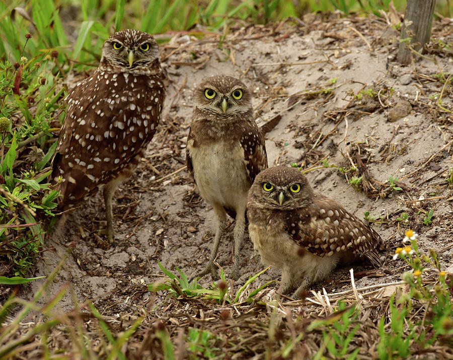 Burrowing Owl Family Photograph by Cindy McIntyre | Pixels