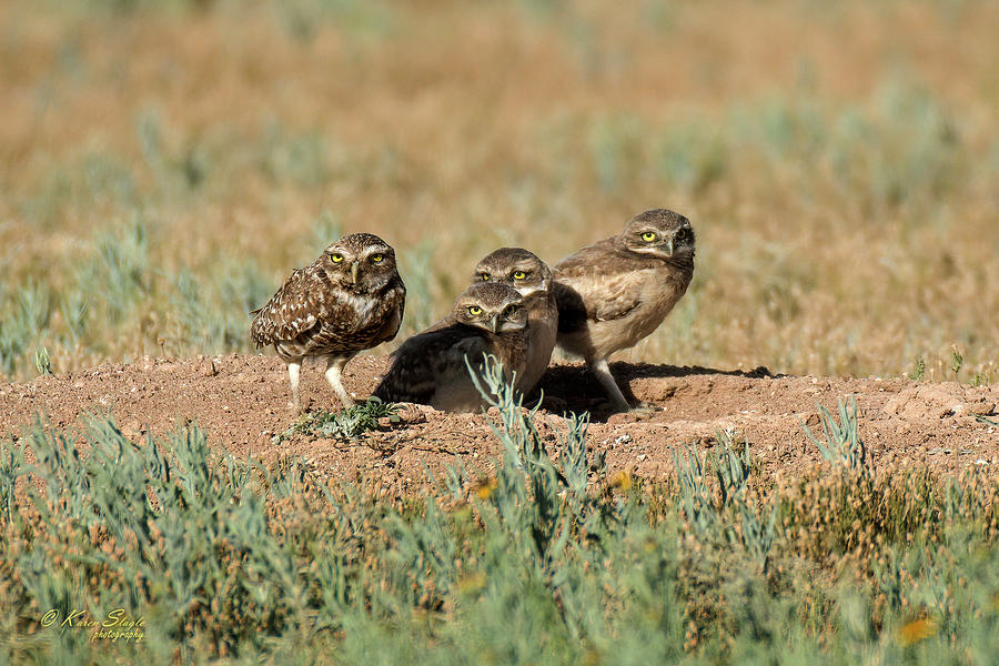 Burrowing Owl Family Photograph by Karen Slagle