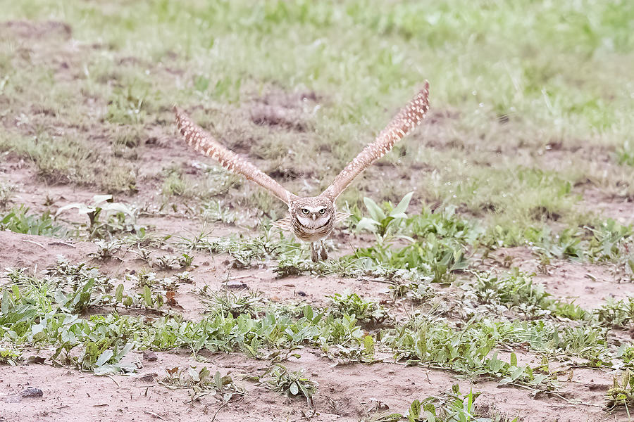 Burrowing Owl Flies Head On Photograph by Tony Hake