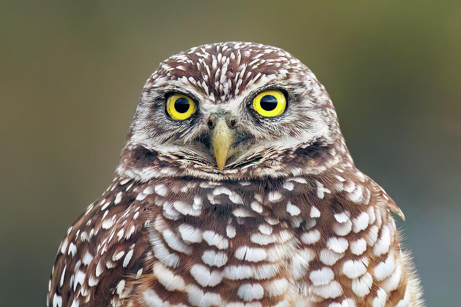 Burrowing Owl-Florida Photograph by Bruno Barriere - Fine Art America